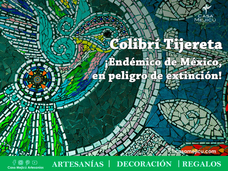 Colibrí Tijereta ¡Endémico de México, en peligro de extinción!