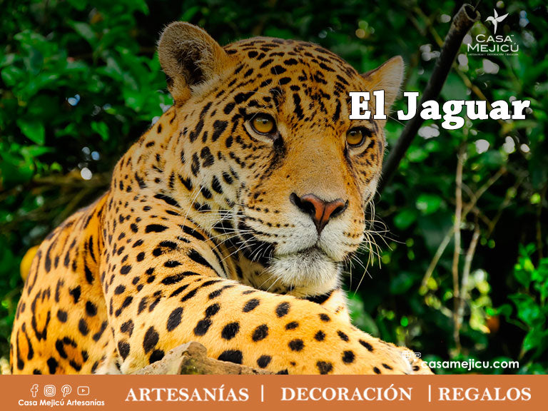  El Jaguar ¡Criatura mágica, Ícono de nuestra cultura! (PRIMERA PARTE) – Casa Mejicú