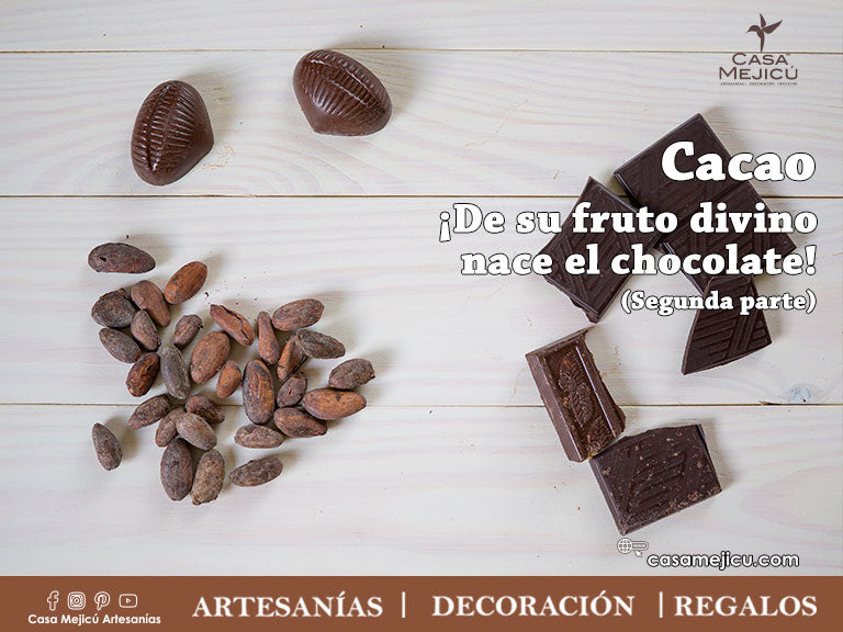 Cacao ¡De su fruto divino nace el chocolate!  (Segunda Parte)